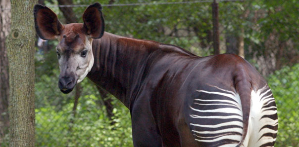 okapi