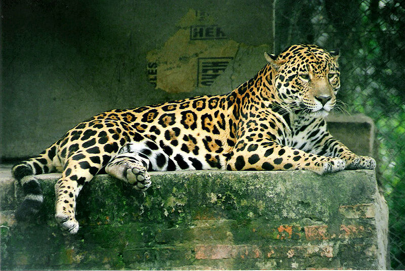 jaguar americký