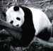 Panda_by_Lumpichu