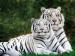 tygr bengálský bílý (vzácné)
