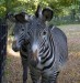 Zebra Grevyho2